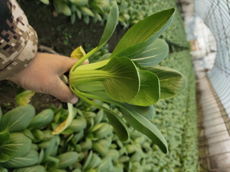上海小青菜
