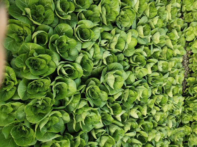 上海小青菜