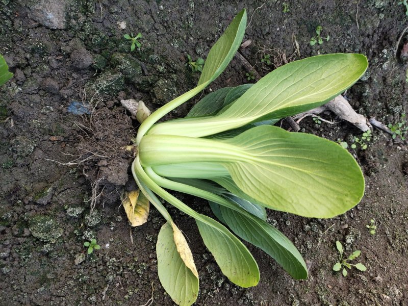 上海小青菜