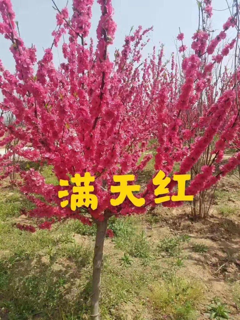 绿化苗木
