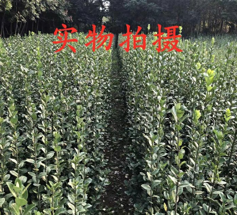 北海道黄杨围墙篱笆树苗四季常青耐寒