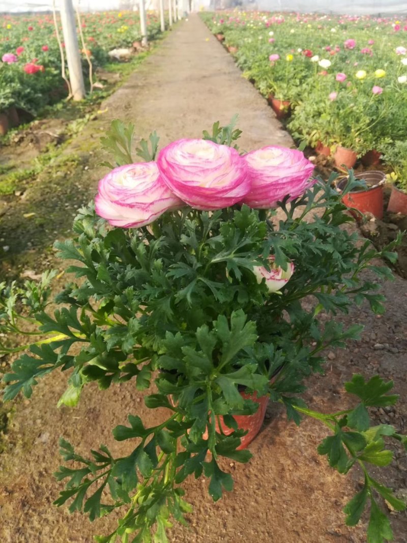 芹叶牡丹洋牡丹优质花毛茛基地直发欢迎实地看货