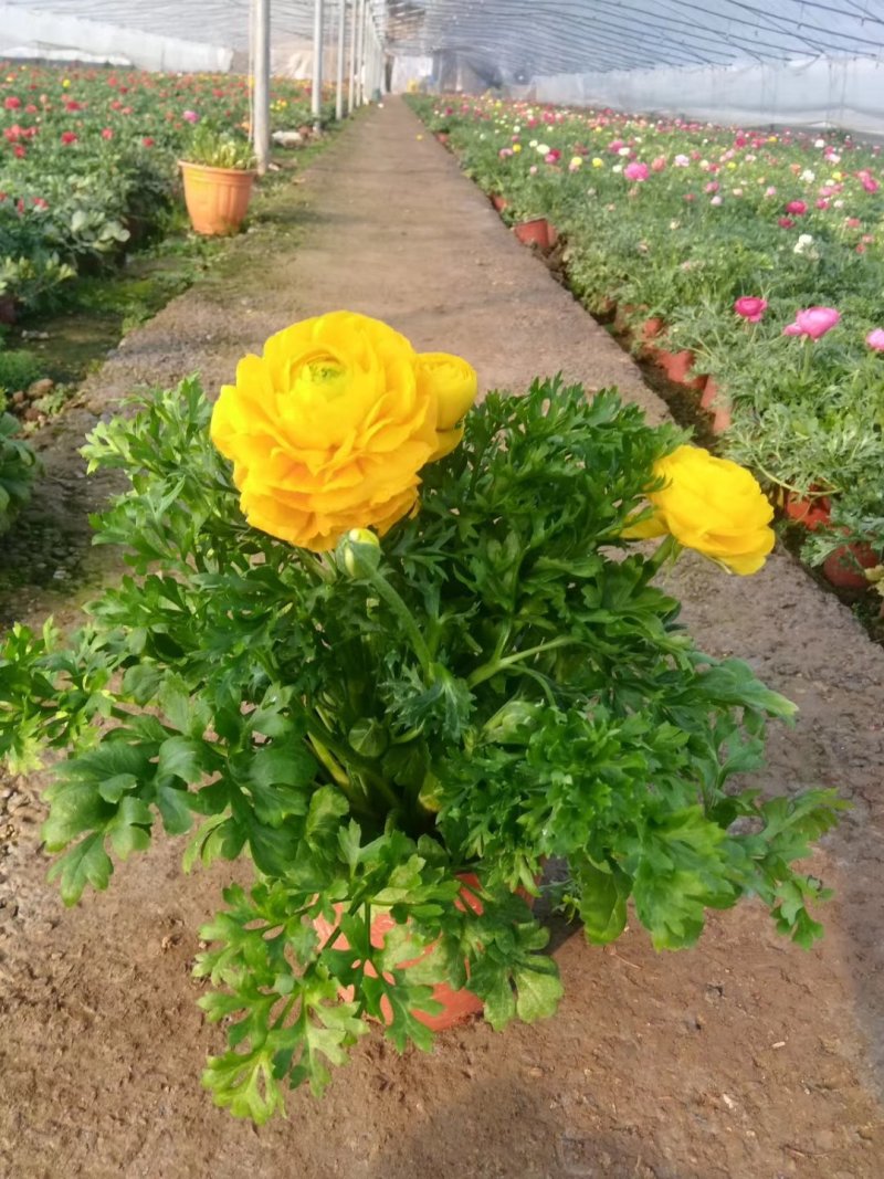 芹叶牡丹洋牡丹优质花毛茛基地直发欢迎实地看货