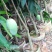 金煌芒树苗,桂七,台农,四季芒果树苗基地直发放心苗