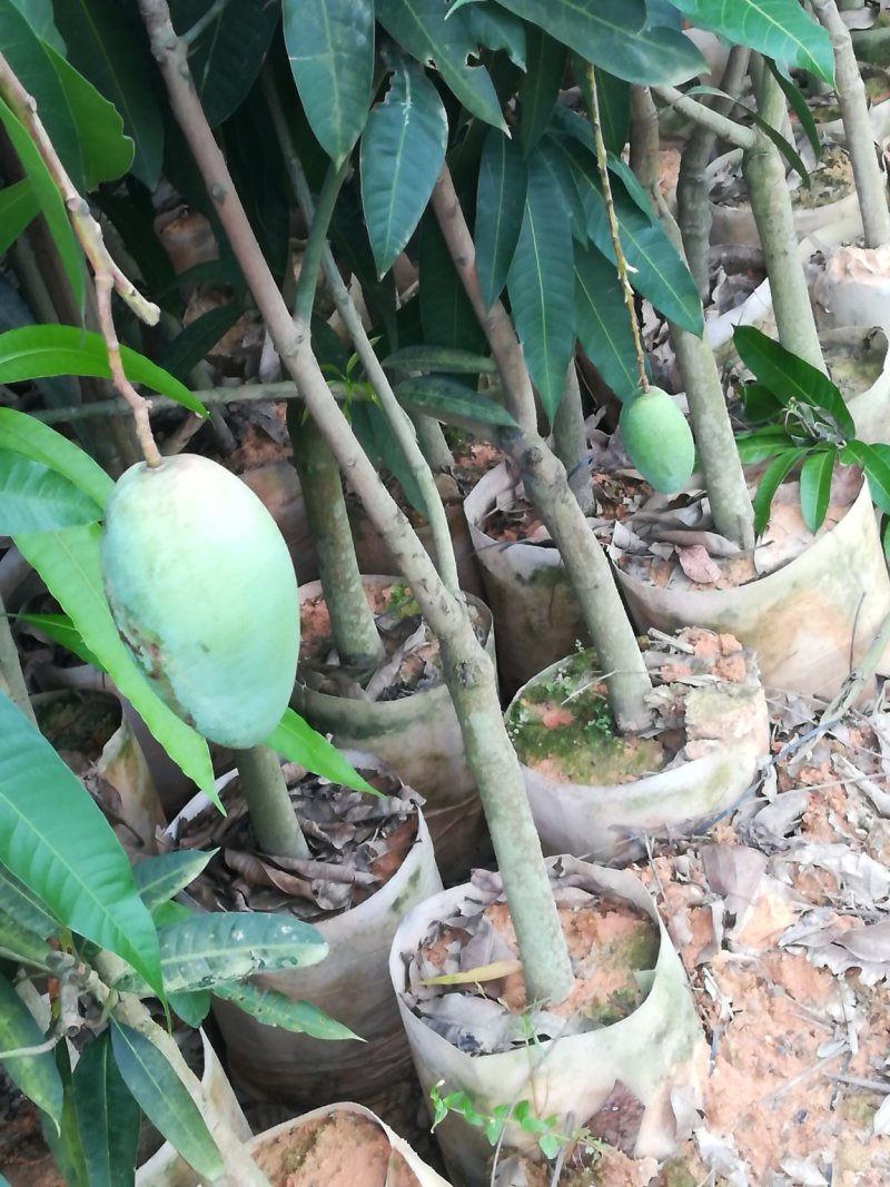 金煌芒树苗，桂七，台农，四季芒果树苗基地直发放心苗