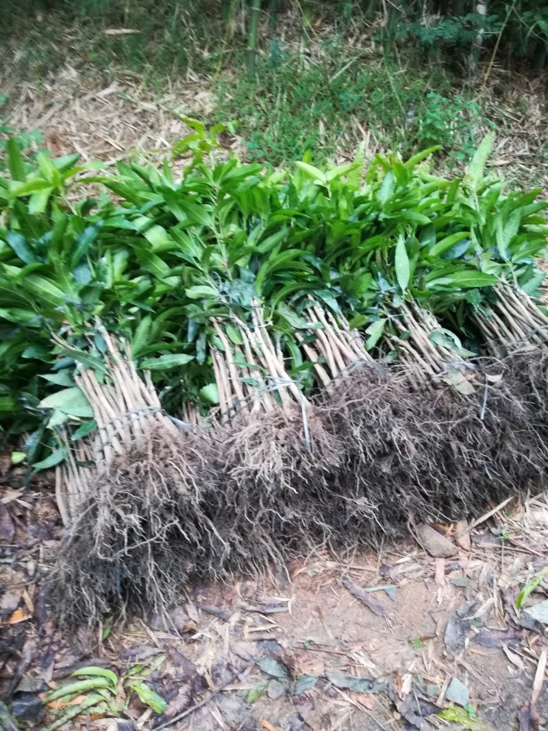 金煌芒树苗，桂七，台农，四季芒果树苗基地直发放心苗