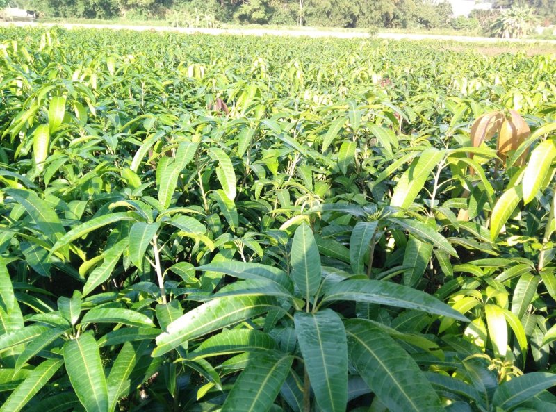 金煌芒树苗，桂七，台农，四季芒果树苗基地直发放心苗