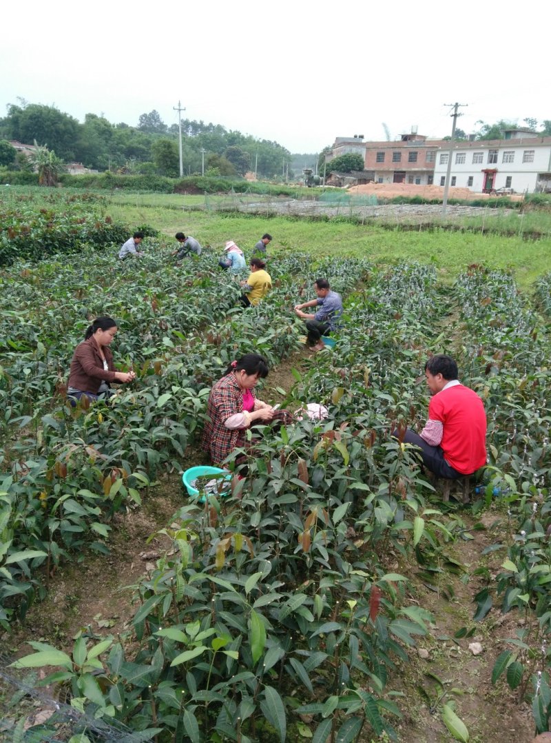 金煌芒树苗，桂七，台农，四季芒果树苗基地直发放心苗
