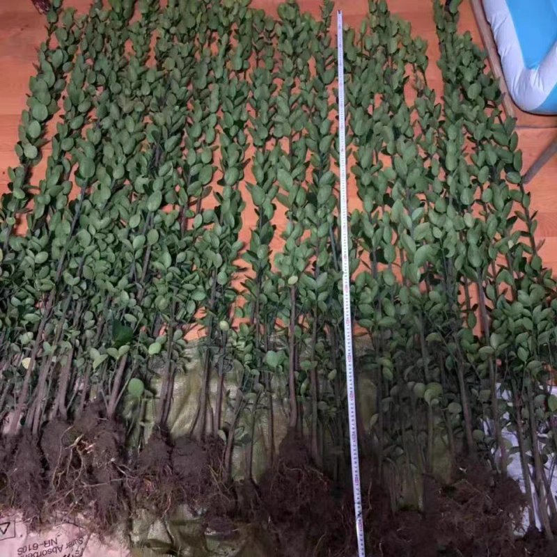 北海道围墙篱笆植物大叶北海道黄杨苗四季常青耐寒庭院绿篱