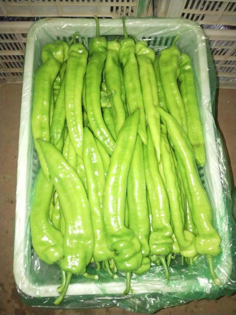 山东寿光青州辣椒，产地直供，量大价优，专业对接商超、批发