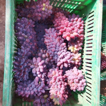 水果