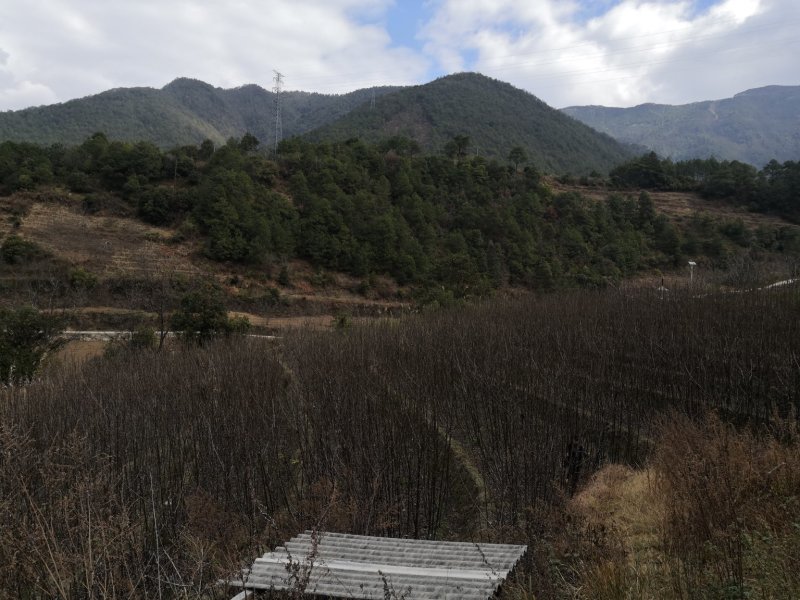 云南大泡核桃嫁接苗3年苗高3米地径3-5公分