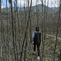 云南大泡核桃嫁接苗3年苗高3米地径3-5公分