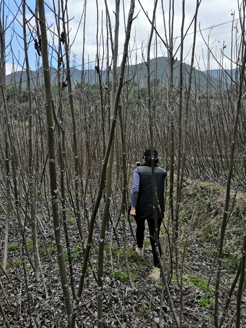 云南大泡核桃嫁接苗3年苗高3米地径3-5公分