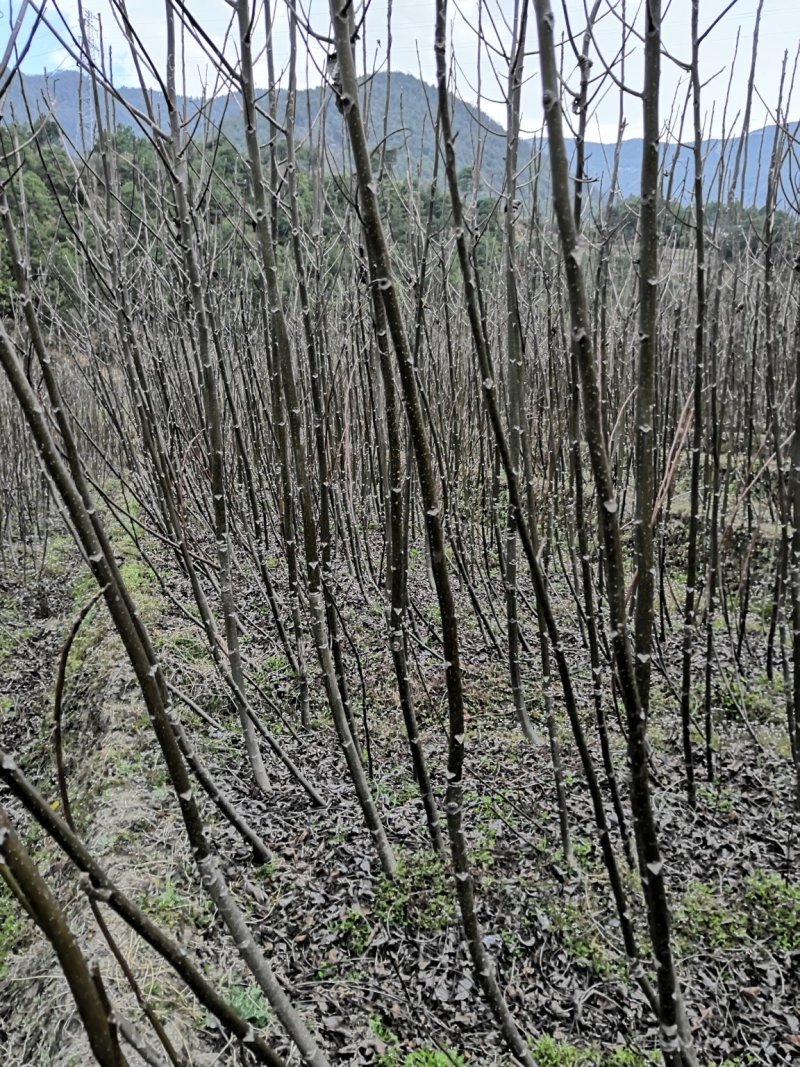 云南大泡核桃嫁接苗3年苗高3米地径3-5公分