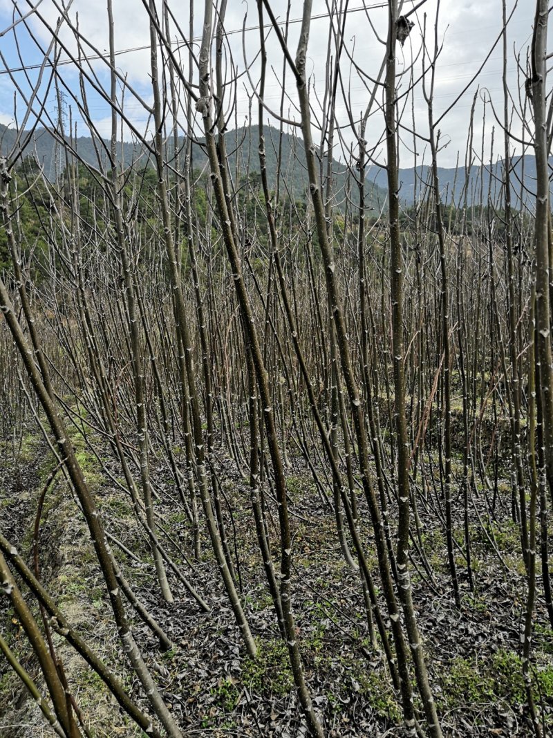 云南大泡核桃嫁接苗3年苗高3米地径3-5公分