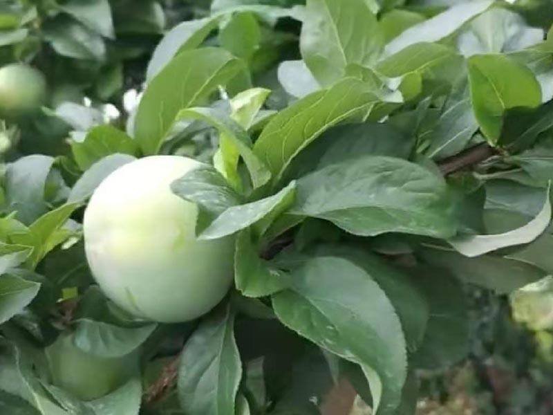 果树苗李子树苗美国杏李苗味帝李苗嫁接味帝杏李树苗