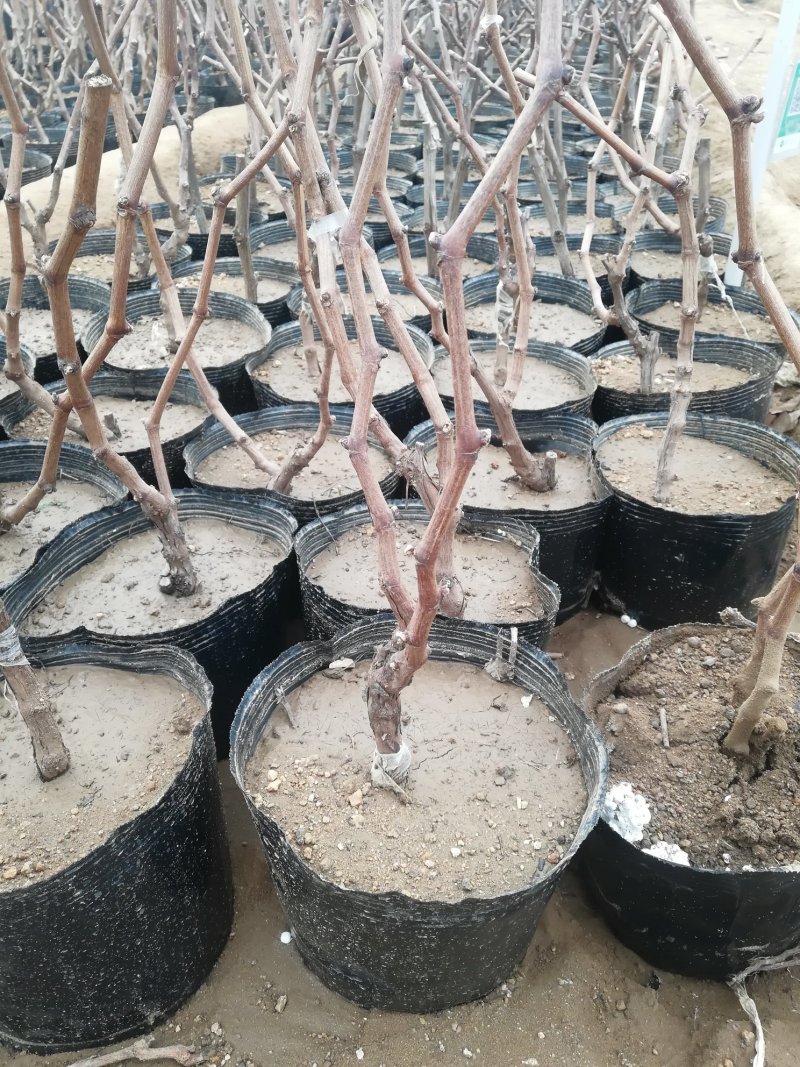 巨峰葡萄苗3年带树形当年结果