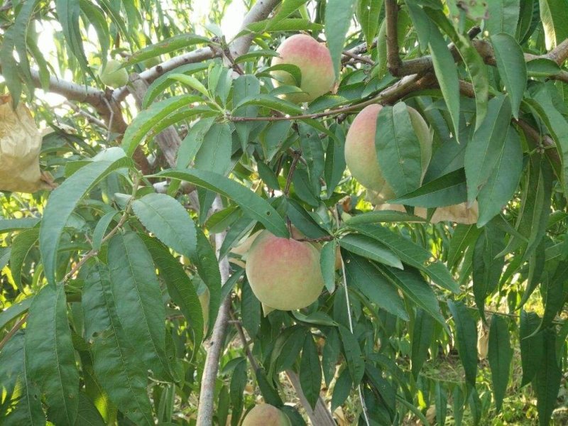 鹰嘴蜜桃桃树苗嫁接苗连平蜜桃树苗水蜜桃苗南方北方