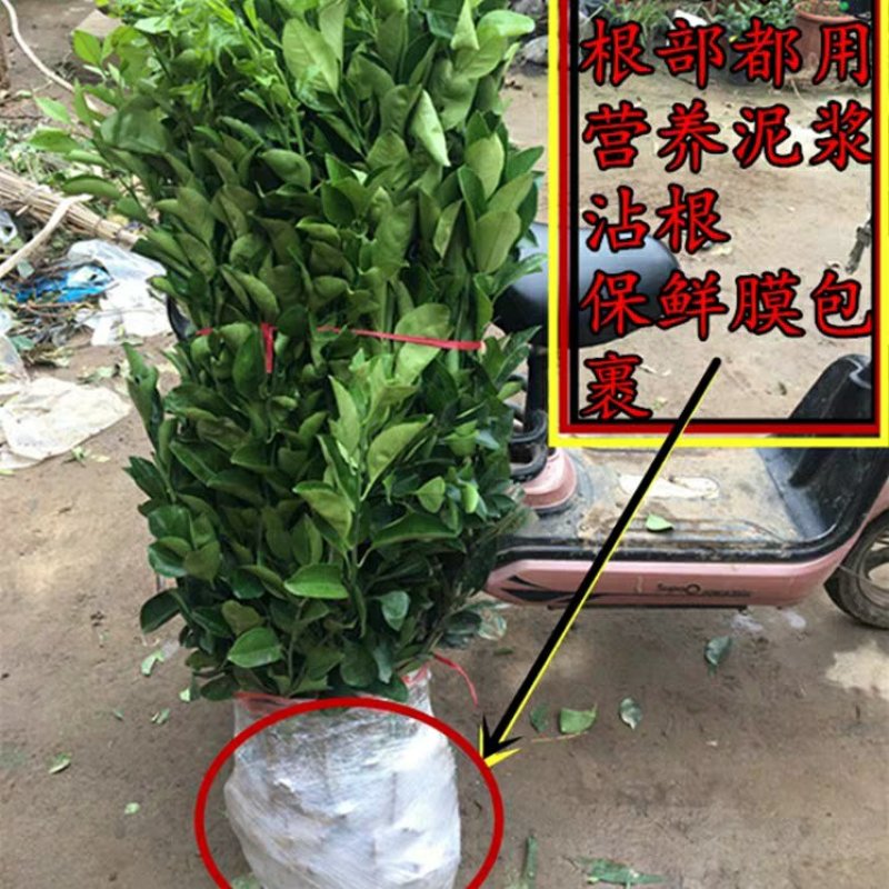 黄岩无核蜜桔苗嫁接桔子树苗甜橘子黄岩蜜桔果树苗
