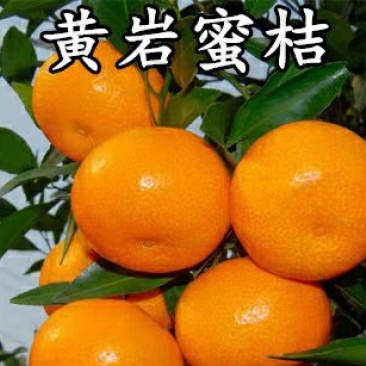 黄岩无核蜜桔苗嫁接桔子树苗甜橘子黄岩蜜桔果树苗