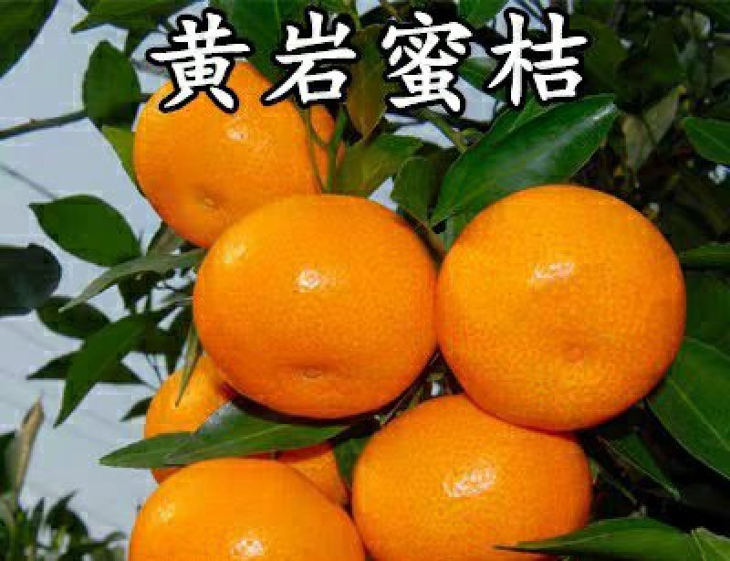 黄岩无核蜜桔苗嫁接桔子树苗甜橘子黄岩蜜桔果树苗