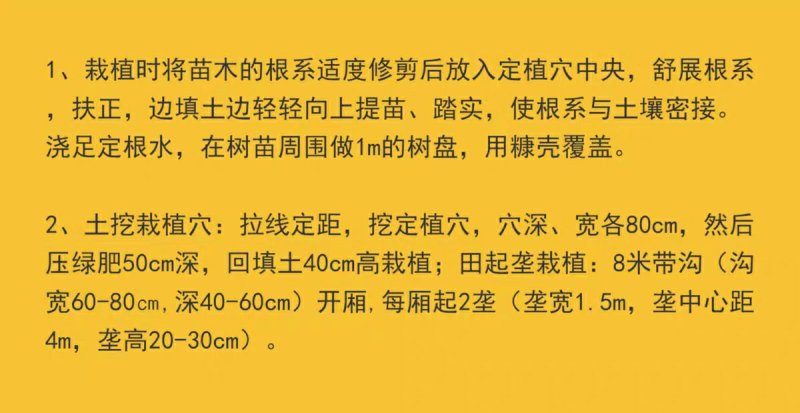黄岩无核蜜桔苗嫁接桔子树苗甜橘子黄岩蜜桔果树苗