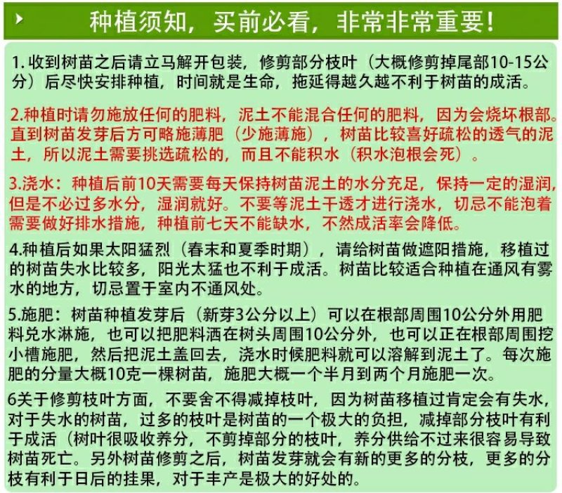 黄岩无核蜜桔苗嫁接桔子树苗甜橘子黄岩蜜桔果树苗