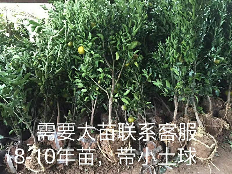 黄岩无核蜜桔苗嫁接桔子树苗甜橘子黄岩蜜桔果树苗