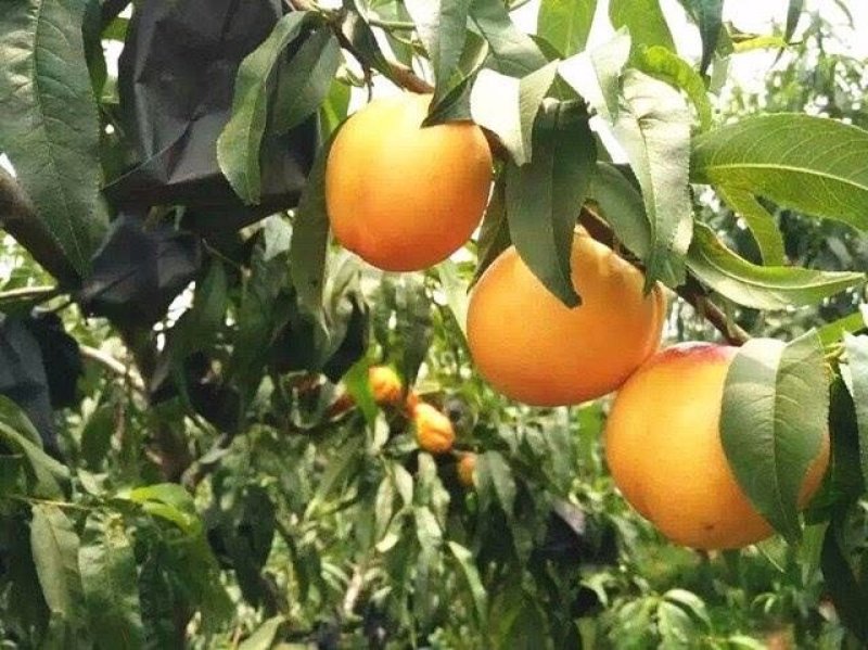 黄油桃苗嫁接桃树苗黄桃树黑桃树苗桃苗南方北方种植当年结果
