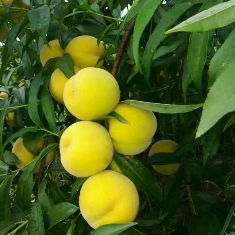 黄油桃苗嫁接桃树苗黄桃树黑桃树苗桃苗南方北方种植当年结果