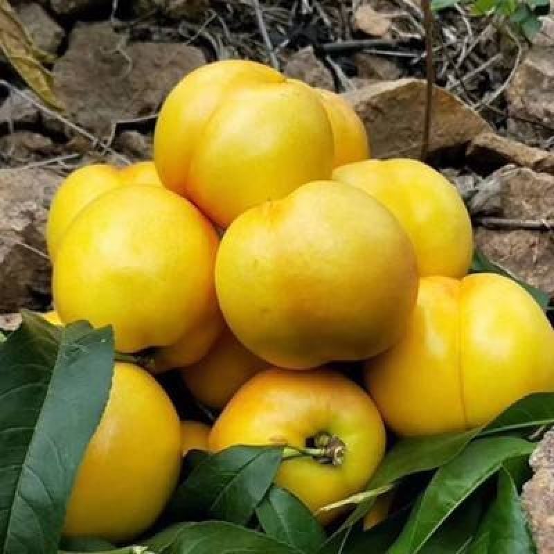 黄油桃苗嫁接桃树苗黄桃树黑桃树苗桃苗南方北方种植当年结果