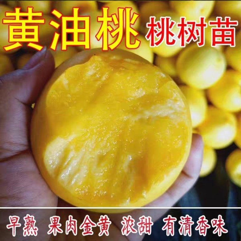 黄油桃苗嫁接桃树苗黄桃树黑桃树苗桃苗南方北方种植当年结果