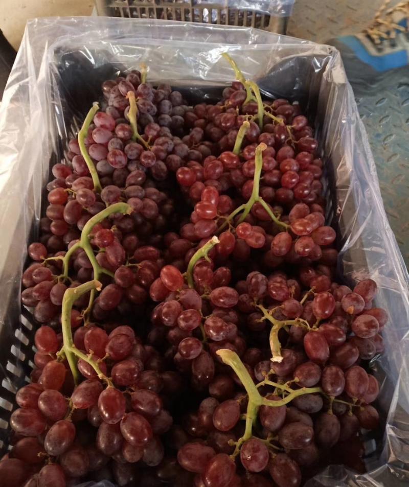 供应超耐储存葡萄，克瑞森、红宝石等