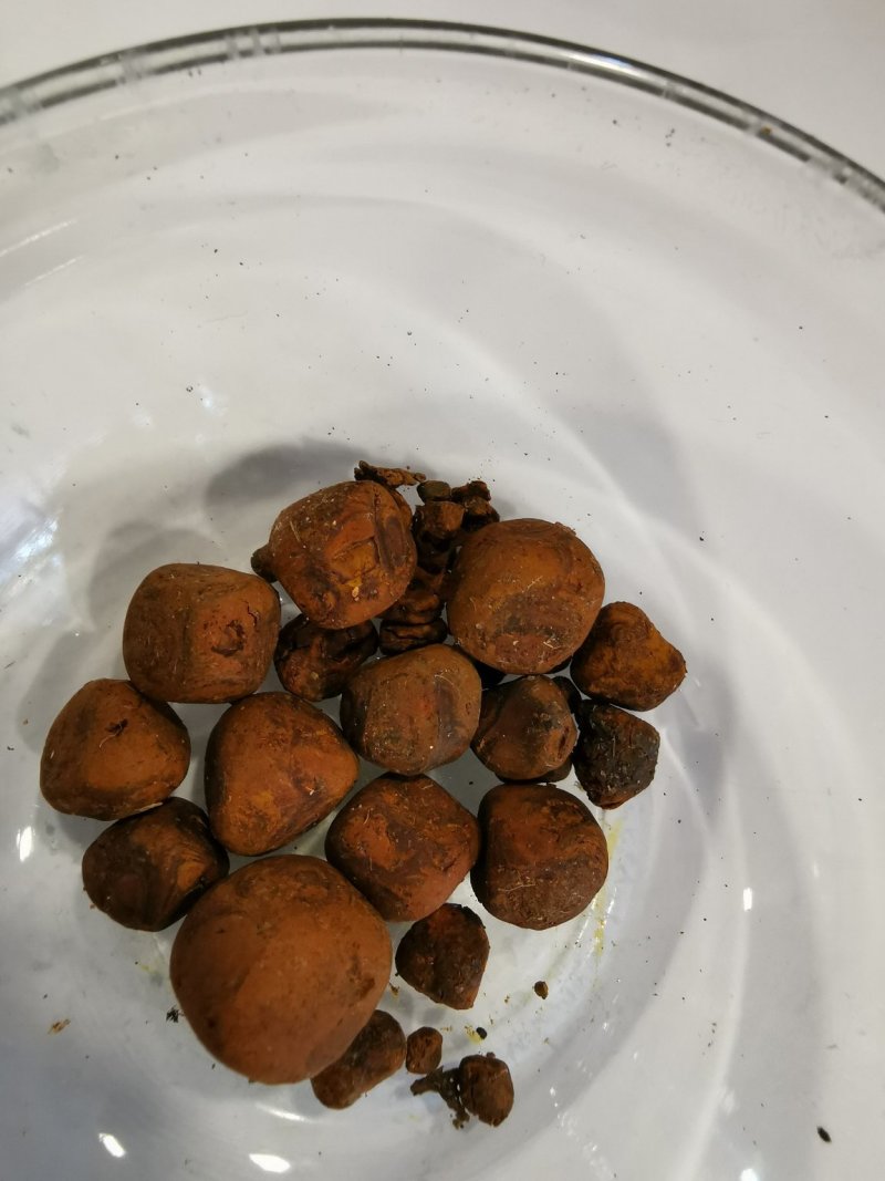 天然牛黄供应每月500克