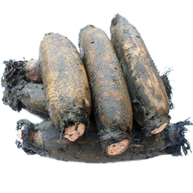 莲藕，新鲜莲藕，现挖现卖！快速发货！保鲜运输！