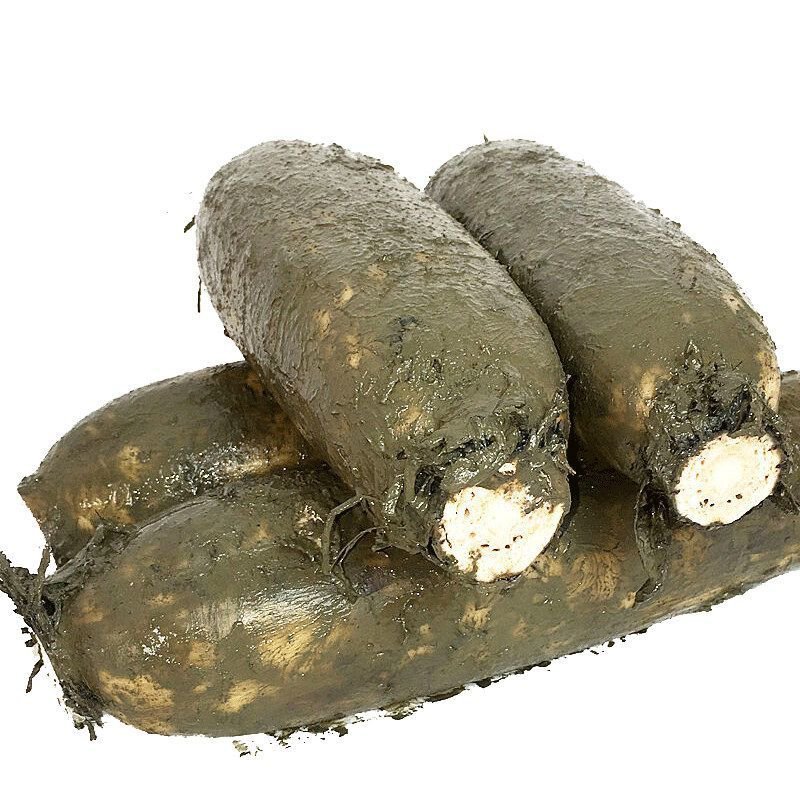 莲藕，新鲜莲藕，现挖现卖！快速发货！保鲜运输！