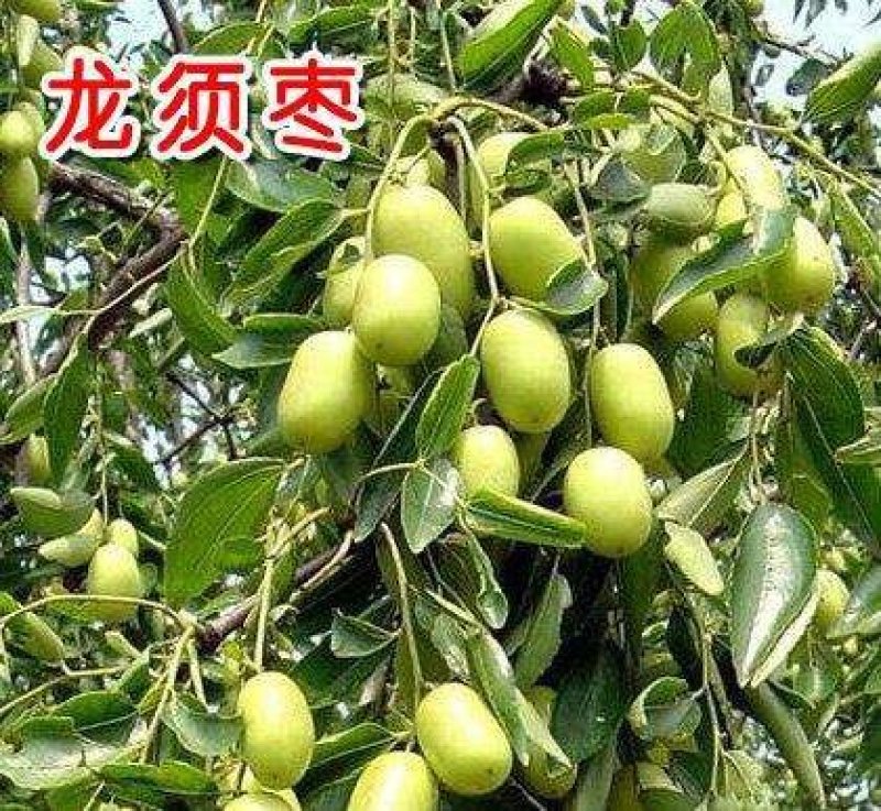 龙枣树龙须枣树盆栽地栽南方北方种植盘龙蟠龙活苗嫁接苗当年