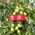 龙枣树龙须枣树盆栽地栽南方北方种植盘龙蟠龙活苗嫁接苗当年