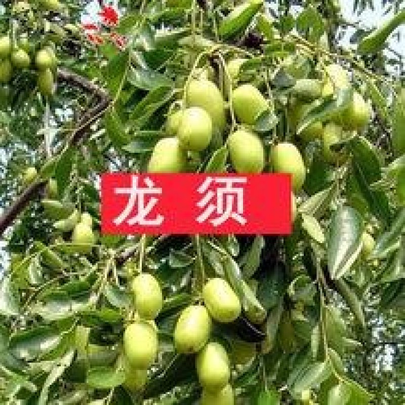 龙枣树龙须枣树盆栽地栽南方北方种植盘龙蟠龙活苗嫁接苗当年