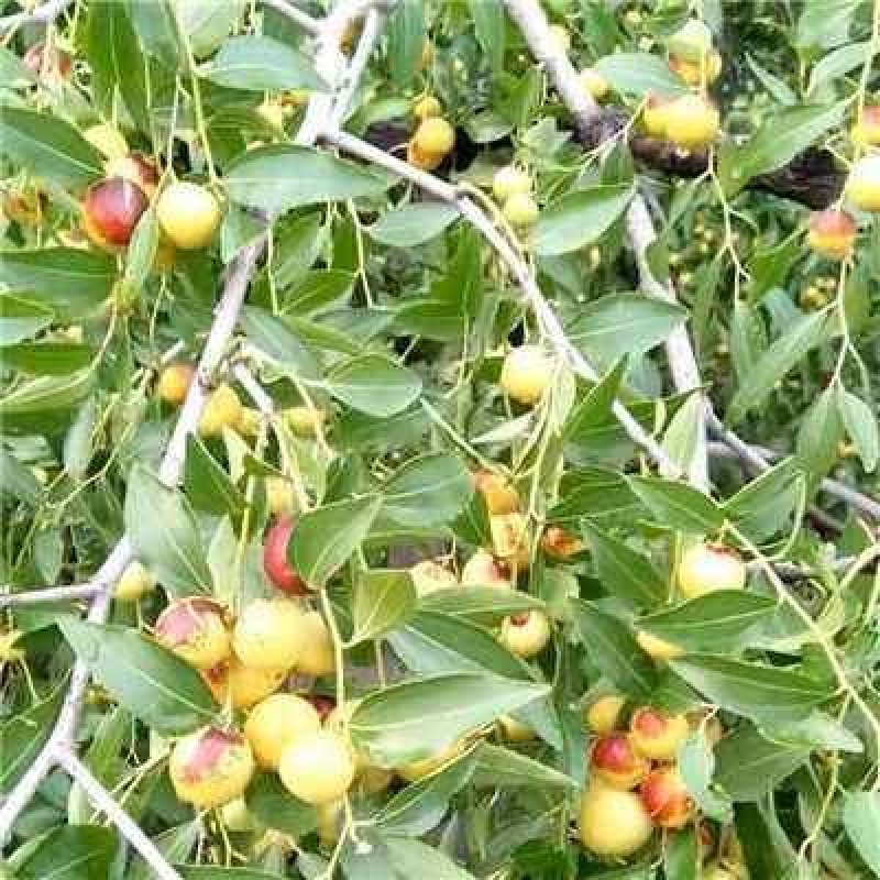 龙枣树龙须枣树盆栽地栽南方北方种植盘龙蟠龙活苗嫁接苗当年