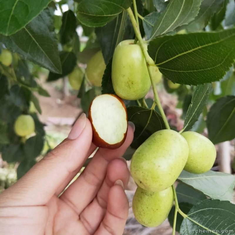 龙枣树龙须枣树盆栽地栽南方北方种植盘龙蟠龙活苗嫁接苗当年