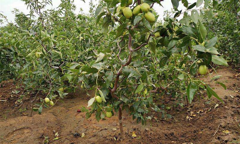 龙枣树龙须枣树盆栽地栽南方北方种植盘龙蟠龙活苗嫁接苗当年