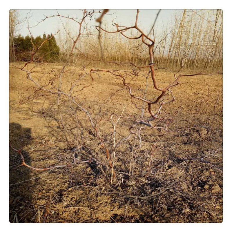 龙枣树龙须枣树盆栽地栽南方北方种植盘龙蟠龙活苗嫁接苗当年