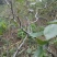 龙枣树龙须枣树盆栽地栽南方北方种植盘龙蟠龙活苗嫁接苗当年