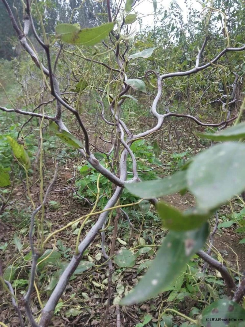 龙枣树龙须枣树盆栽地栽南方北方种植盘龙蟠龙活苗嫁接苗当年