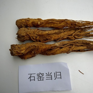特产，补品，中药材，湖北当归（窑归）根茎粗壮