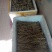 特产，补品，中药材，湖北当归（窑归）根茎粗壮