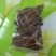 特产，补品，中药材，湖北当归（窑归）根茎粗壮