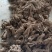 特产，补品，中药材，湖北当归（窑归）根茎粗壮